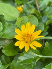 yellow flower in the garden