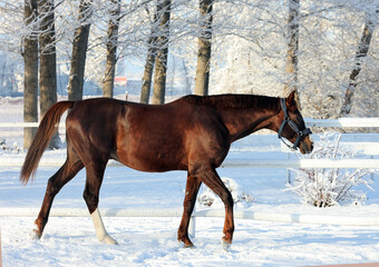 Dressage horse in winter park with strong snow storm, snowflakes covered animal.