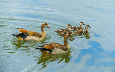 Family of Egyptian geese with four goslings swim on colorful water