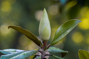 Bud of evergreen magnolia close up on blurred background