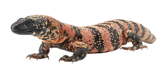 Full-body high-resolution Gila monster PNG cutout on a seamless transparent background, showcasing lifelike scaly texture ideal for reptile identification, wildlife education infographics