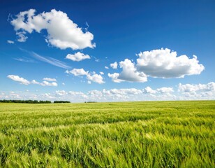 Vast field of green wheat under a vibrant blue sky