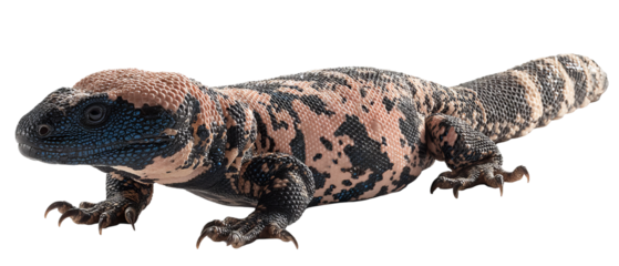 Full-body high-resolution Gila monster PNG cutout on a seamless transparent background, showcasing lifelike scaly texture ideal for reptile identification, wildlife education infographics