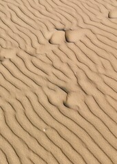 Serene view of sandy dunes. Minimalist natural landscape, perfect for backgrounds, travel concepts, and themes of peace and solitude. Poland.