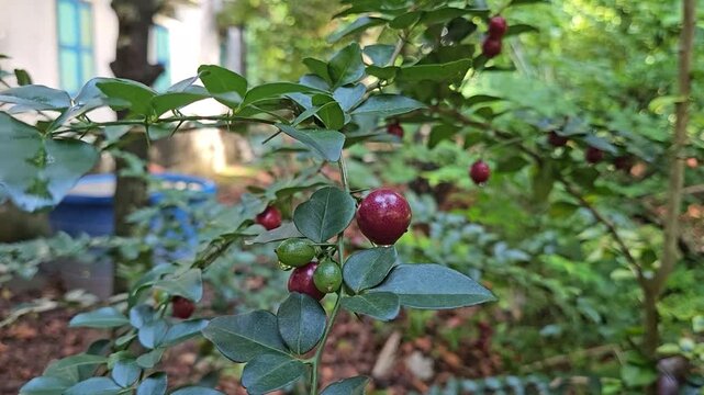 Close-up of ripe limeberry fruits, also known as lime berry (Triphasia trifolia), growing in a garden in the Mekong Delta, Vietnam.