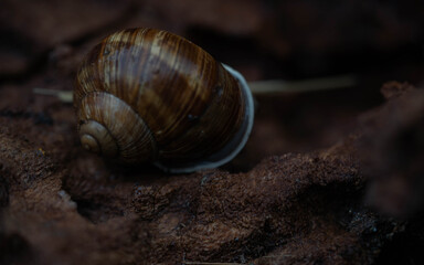 snail on the road
