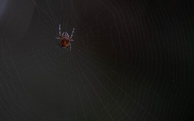 spider 