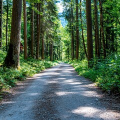 Fototapeta premium Scenic Forest Walk in Tranquil Wilderness Landscape