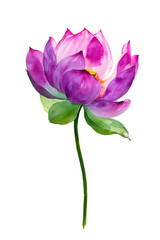 Vibrant Single Lotus Flower on White Background for Design Use