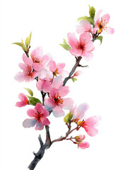 Elegant Cherry Blossom Branch in Minimalist Watercolor Style