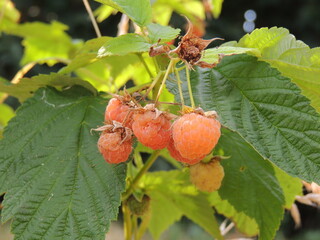 red currant berries