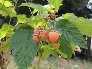 red currant bush