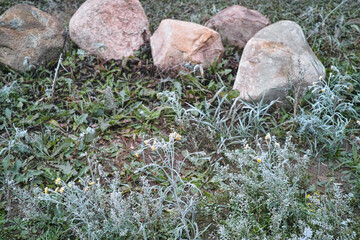 frozen grass and stones