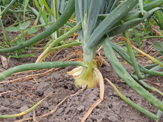 onion in the garden