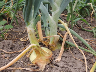 onion in the garden
