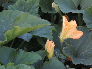 red and yellow leaves