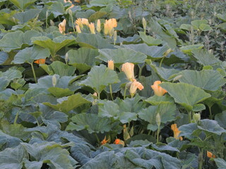 vegetables on the field