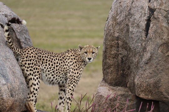 Guepard
