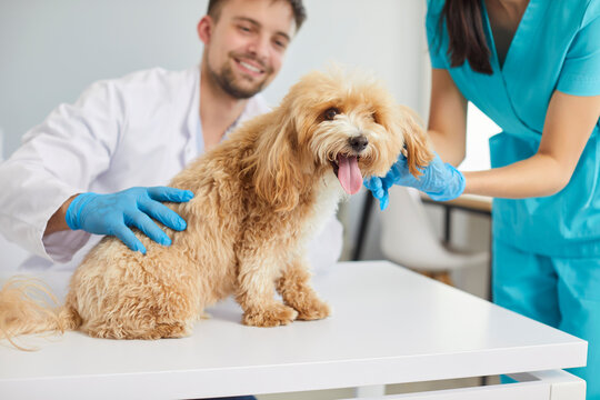 Cute little domestic dog at modern vet clinic for a checkup with friendly young smiling man veterinarian doctor and female nurse. Pet examination and veterinary aid and health care concept.