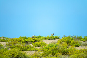 Seaside hummocky vegetated sand dune covered with thickets of capers (probably Capparis spinosa). An important feeding place for wintering Eurasian curlew (Numenius arquata). Oman