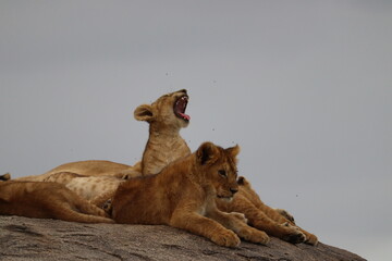 Lion
