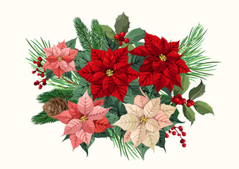 Bouquet of poinsettias with leaves, berries and cones on a white background. Vector illustration.