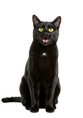 Sleek adult black domestic shorthair cat with luminous bright yellow eyes, sitting upright, mouth slightly open vocalizing, isolated on pure plain white background with bright even studio lighting
