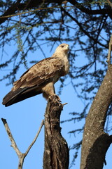 Aigle