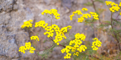 Bright yellow mountain flowers Helichrysum bloom against a blurred backdrop of rugged rock, showcasing the beauty and resilience of nature. Panoramic banner with copy space