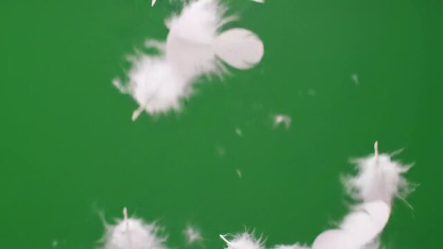 Falling feathers transition, soft motion with shadow and depth, white feathers on green screen background