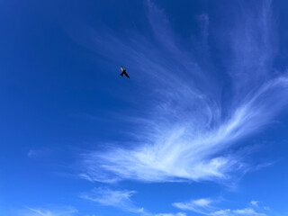 Blue sky with clouds and flying bird 