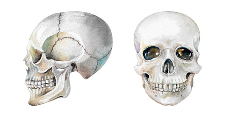 Human skull in profile and full face hand drawn watercolor illustration isolated on white background. Realistic elements for halloween, scary, frightening, gothic design of card, invitations, tattoo