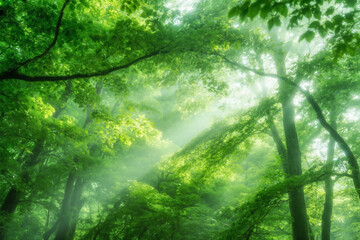 Fototapeta premium Lush Green Forest: Sunlight Through Canopy