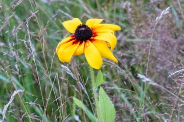 Bright yellow rudbeckia flower blooming in green meadow