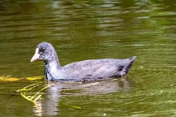 Red-knobbed coot swimming peacefully in green water