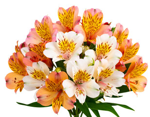 Bright Alstroemeria Flower Bunch, Front View with Visible Stamen, Isolated on Transparent Background