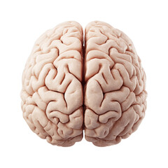 Naklejka premium Human brain icon with hemispheres. Isolated white background. Png format
