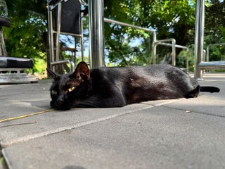 A black stray cat is resting with its eyes open on the concrete floor of a public park exercise area.