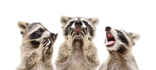 Portrait of three funny surprised raccoons isolated on white background
