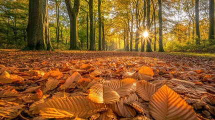 Autumn Forest Path with Sunlight Filtering Through Colorful Leaves