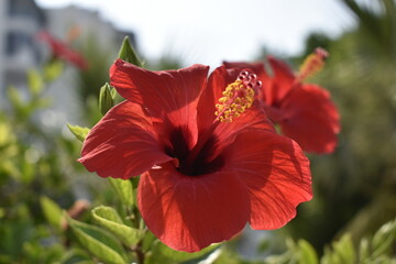 Fototapeta premium close-up red hibiscus flower. Macro photography 