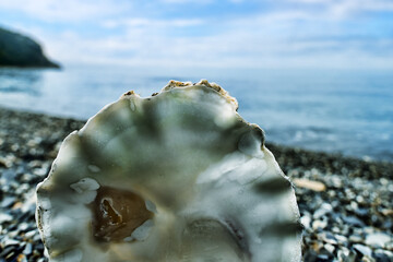 Japanese scallop (Pecten yessoensis, Patinopecten) The coast of the Sea of Japan, Primorsky Krai. The Far East.