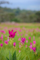 Vibrant pink Siam Tulip (Curcuma alismatifolia) blooms carpeting a lush green field under soft, natural light.