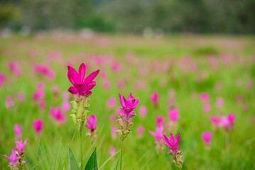 Vibrant pink Siam Tulip (Curcuma alismatifolia) blooms carpeting a lush green field under soft, natural light.