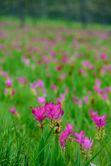 Vibrant pink Siam Tulip (Curcuma alismatifolia) blooms carpeting a lush green field under soft, natural light.