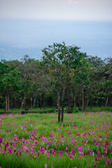 Vibrant pink Siam Tulip (Curcuma alismatifolia) blooms carpeting a lush green field under soft, natural light