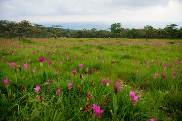 Vibrant pink Siam Tulip (Curcuma alismatifolia) blooms carpeting a lush green field under soft, natural light