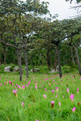 Vibrant pink Siam Tulip (Curcuma alismatifolia) blooms carpeting a lush green field under soft, natural light