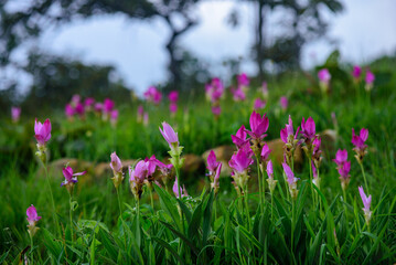 Vibrant pink Siam Tulip (Curcuma alismatifolia) blooms carpeting a lush green field under soft, natural light