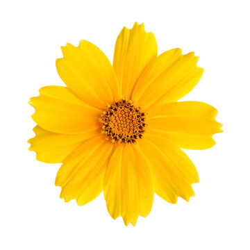 Vibrant yellow coreopsis flower isolated on a black studio backdrop
